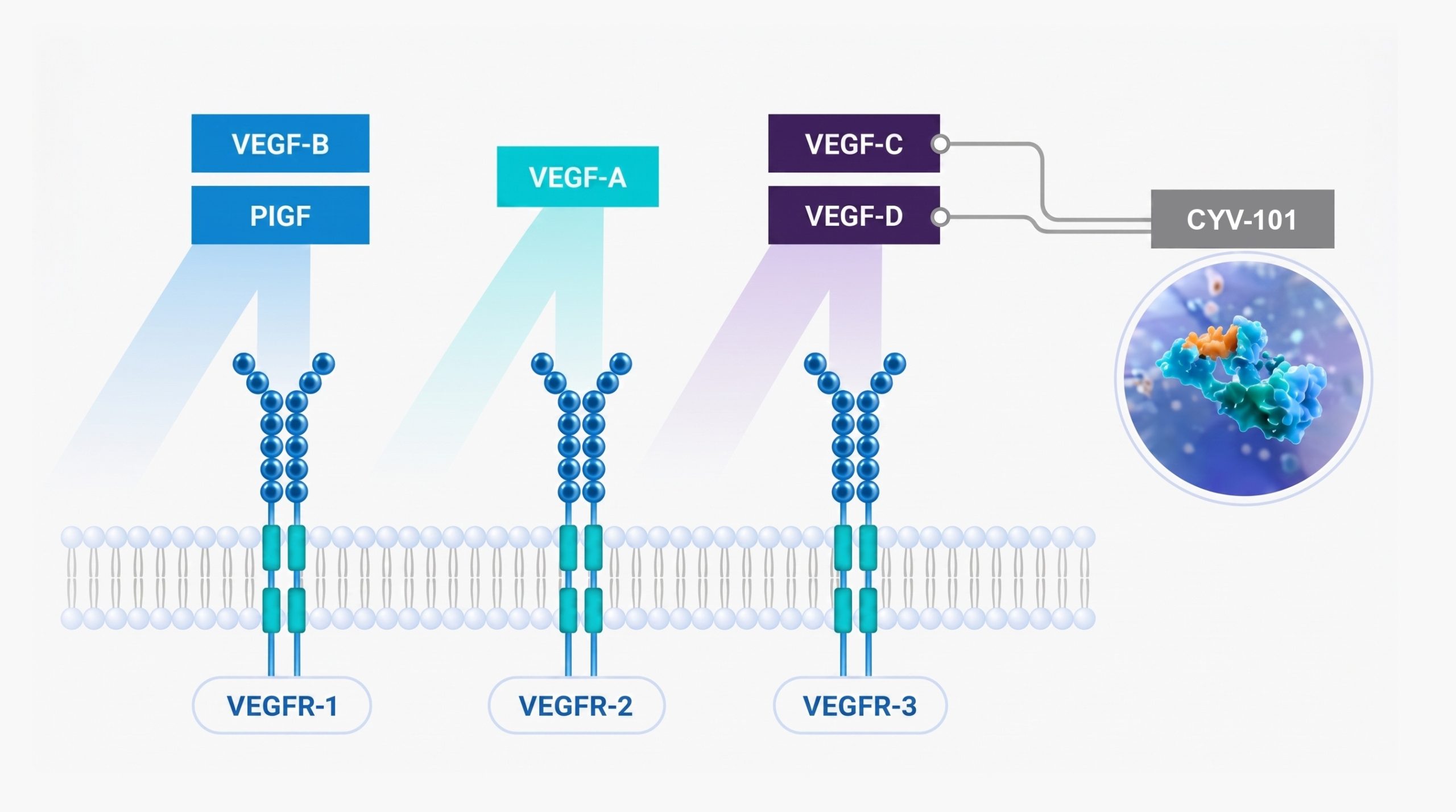 CYV-101 therapeutic information diagram